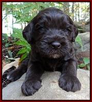 Coco Champ pups 3 wks old 077
