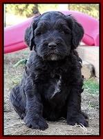 Coco Champ pups 5 wks old 1 012