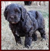 Coco Champ pups 5 wks old 1 014