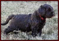 Coco Champ pups 5 wks old 301