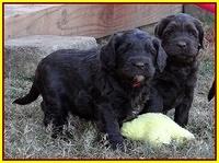 Coco Champ pups 5 wks old 311