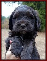 Coco Champ pups 6 wks old 019