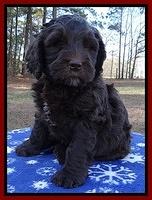 Coco Champ pups 7 wks old 361