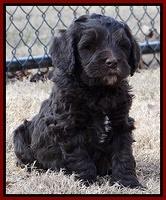 Coco Champ pups 7 wks old 401