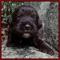 Coco Champion pups 2 wks old 071