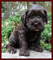 Coco champion pups 4 wks old 055