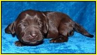 Coco Champ pups 1 wk old 261