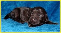 Coco Champ pups 1 wk old 271