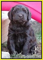Coco Champ pups 5 wks old 331