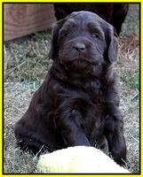 Coco Champ pups 5 wks old 341