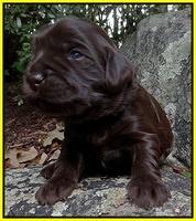 Coco Champion pups 2 wks old 075