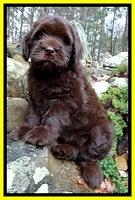 Coco Champion pups 8 wks old 100 038