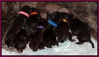 Coco Champ newborn pups 008