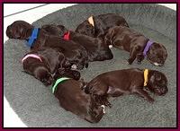 Coco Champ pups 1 wk old 21