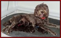 Coco Champ pups 4 days old  group 21