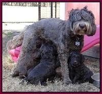 Coco Champ pups 5 wks old 31
