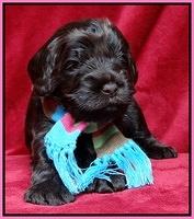 Darling Hero pups 3 wks old 21