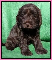 Darling Hero pups 5 wks old 21