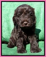 Darling Hero pups 5 wks old 41