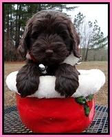 Darling Hero pups 6 wks old 11