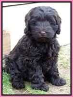 Darling Hero pups 7 wks old 101