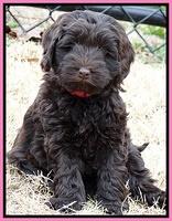 Darling Hero pups 7 wks old 111