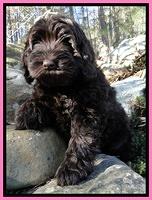 Darling Hero pups 8 wks old 003
