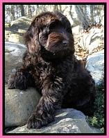 Darling Hero pups 8 wks old 005