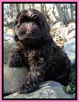 Darling Hero pups 8 wks old 006