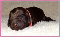 Darling Hero pups newborn 1 006