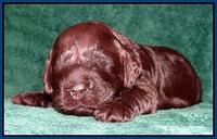 Darling Hero pups 2 wks old 013