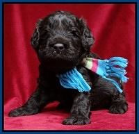Darling Hero pups 3 wks old 41