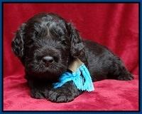 Darling Hero pups 3 wks old 51