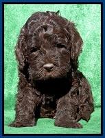 Darling Hero pups 5 wks old 71