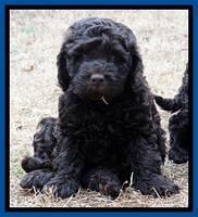 Darling Hero pups 7 wks old 21