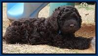 Darling Hero pups 7 wks old 31