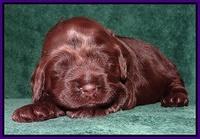 Darling Hero pups 2 wks old 019