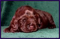 Darling Hero pups 2 wks old 023