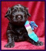 Darling Hero pups 3 wks old 71