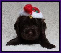 Darling Hero pups 4 wks old 032