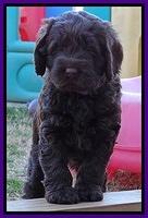 Darling Hero pups 5 wks old 057