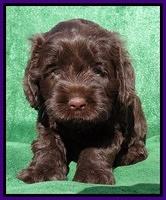 Darling Hero pups 5 wks old 111