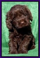 Darling Hero pups 5 wks old 91