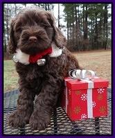 Darling Hero pups 6 wks old 111