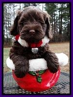 Darling Hero pups 6 wks old 151