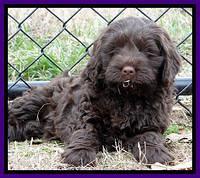 Darling Hero pups 7 wks old 131