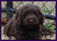 Darling Hero pups 7 wks old 171