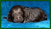 Darling Hero pups 1 wk old 81