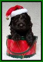 Darling Hero pups 4 wks old 037