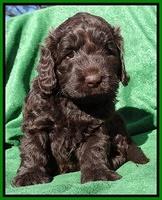 Darling Hero pups 5 wks old 171